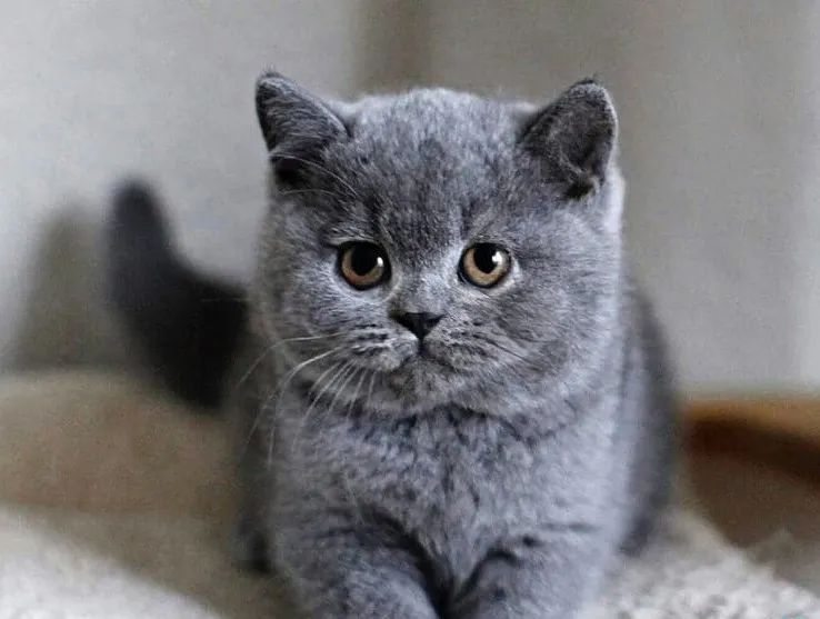 Mèo xám tro vào nhà mang lại điềm báo gì