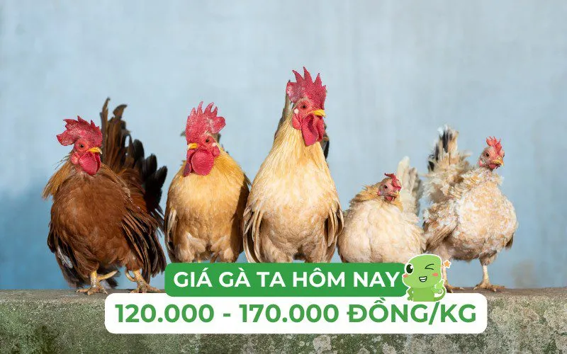 Bảng giá gà thịt thả vườn hôm nay với mức giá tham khảo tại các chợ