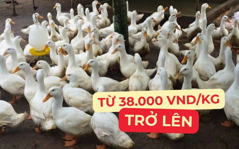 Bảng giá vịt thịt miền Nam cập nhật mới nhất cho bà con