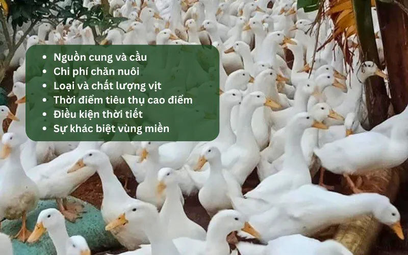 Các yếu tố chính tác động đến giá vịt thịt miền Nam hôm nay