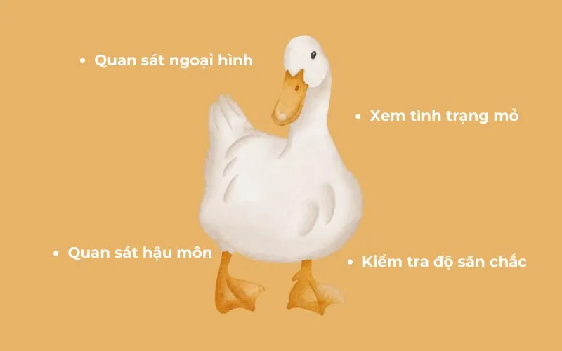 Bí quyết chọn vịt thịt ngon, chắc và tươi sống cho bữa ăn gia đình
