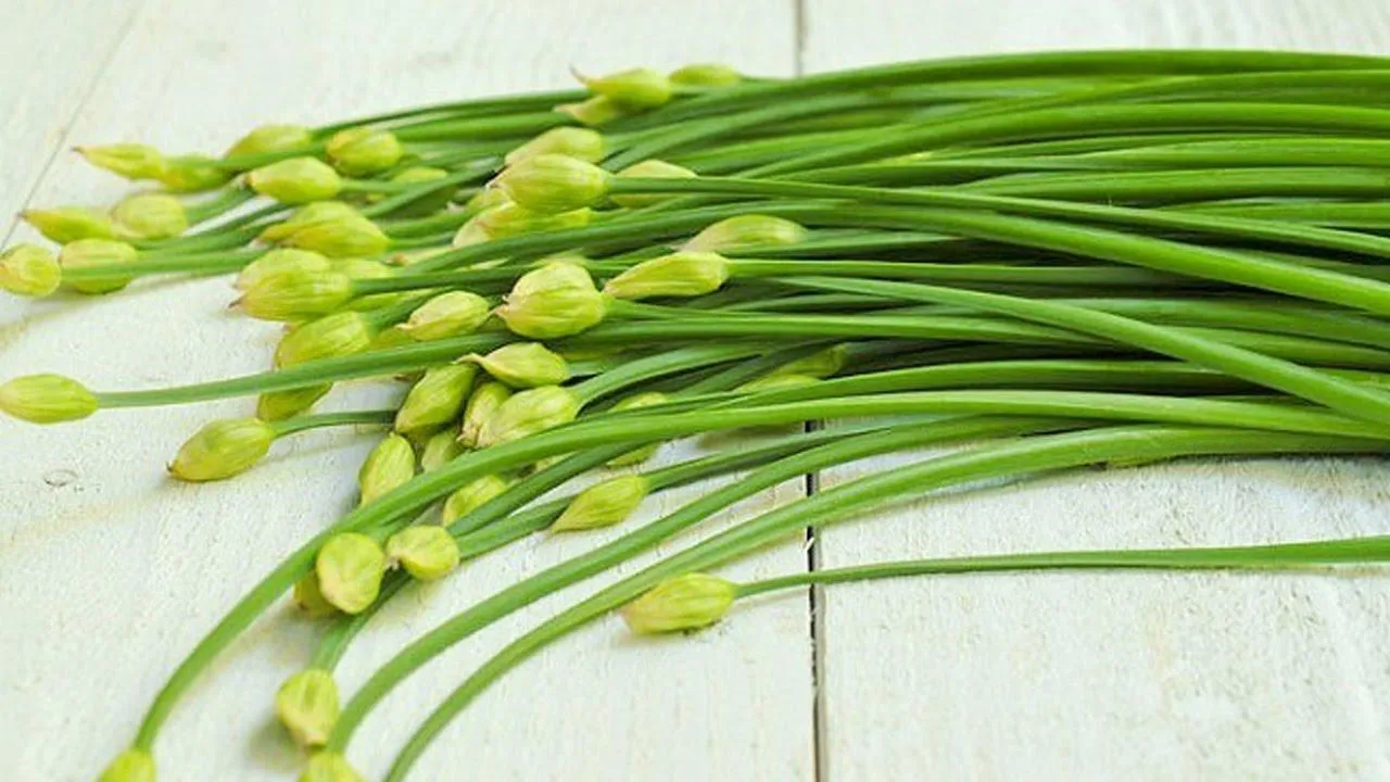 Nông dân thu hoạch rau hẹ tươi xanh trên ruộng đồng