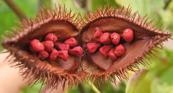 Quả điều màu và hạt điều đỏ thẫm bên trong
