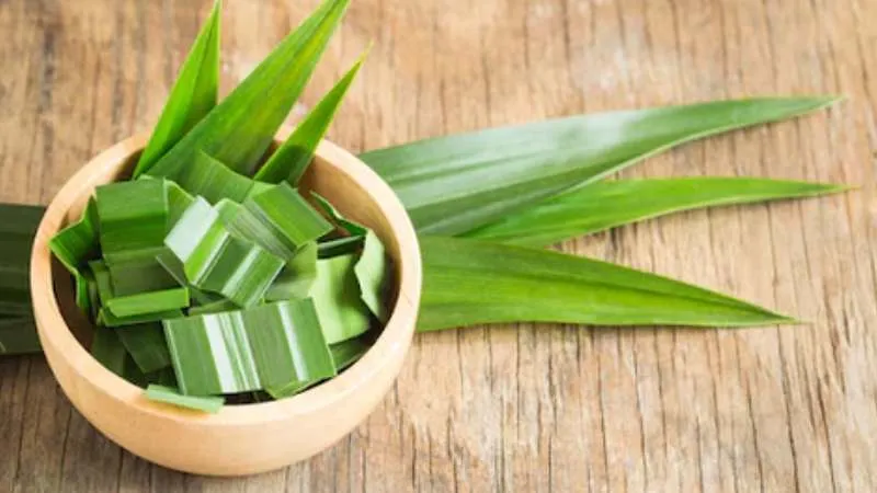 Cây lá dứa thơm, hay còn gọi là cây cơm nếp, với những lá xanh dài xếp xoắn ốc