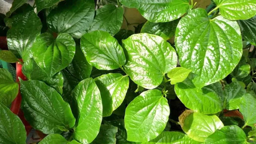 Lá lốt - loại rau gia vị quen thuộc trong mâm cơm Việt