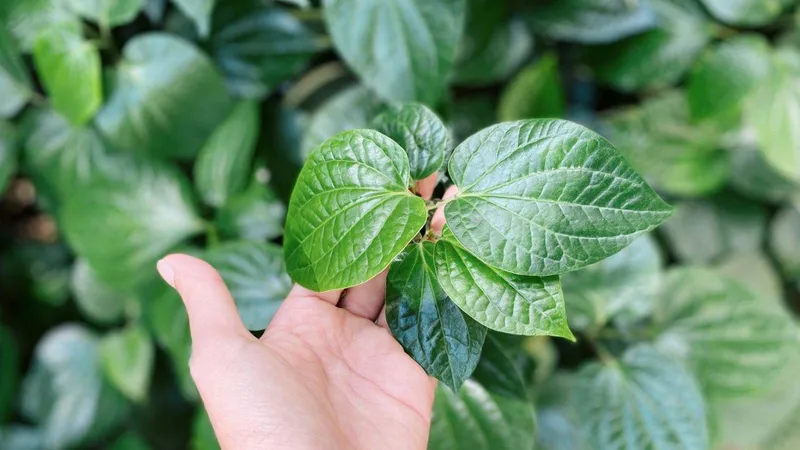 Những công dụng tuyệt vời của lá lốt sống đối với sức khỏe