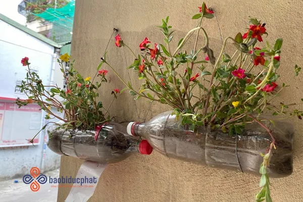 Chậu hoa làm từ chai nhựa cũ