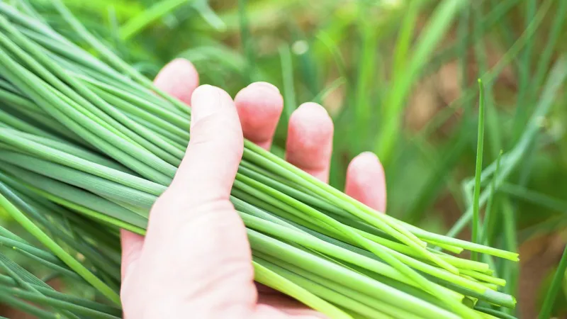 Rau hẹ - Nguồn dinh dưỡng quý giá cho sức khỏe bà bầu