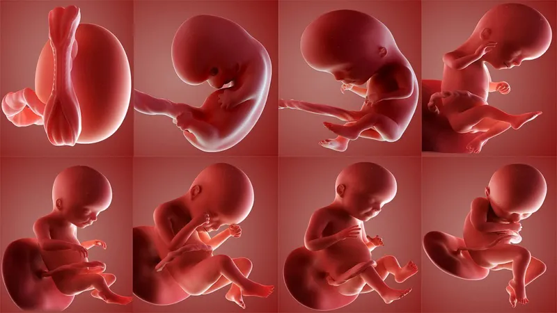 Axit folic trong rau hẹ hỗ trợ sự phát triển của thai nhi