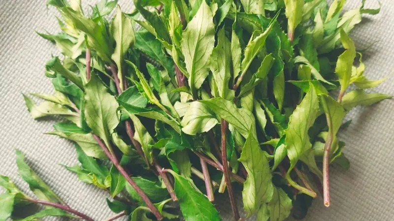 Rau lủi rừng (kim thất) với lá xanh tươi mơn mởn, thân tím đặc trưng, sẵn sàng cho bữa ăn thanh mát