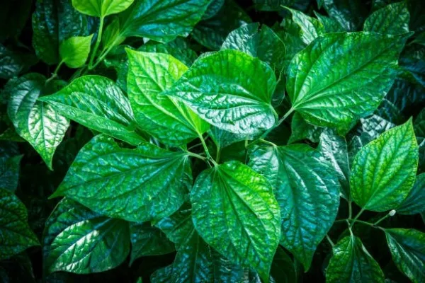 Cây lá lốt xanh mướt với lá hình tim đặc trưng, gân nổi rõ, được trồng tự nhiên trong vườn nhà, thể hiện sự tươi ngon của nông sản Việt.
