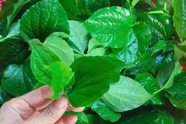 Người phụ nữ đang đọc thông tin về các tác hại khi sử dụng lá lốt quá liều, nhấn mạnh tầm quan trọng của liều lượng an toàn trong chế biến món ăn và thuốc.