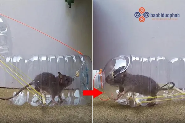 Bẫy chuột làm từ can nhựa