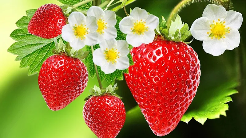 Các vitamin và khoáng chất khác trong dâu tây