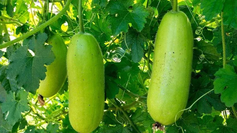 Bầu là một loại thực vật dây leo thân thảo thuộc họ bầu bí, mang lại nhiều giá trị dinh dưỡng