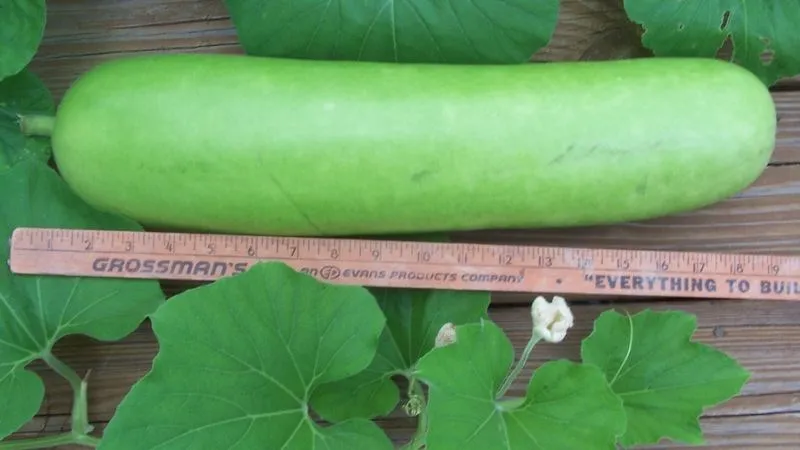 100g bầu tươi chỉ cung cấp khoảng 14 calo, một lượng rất thấp
