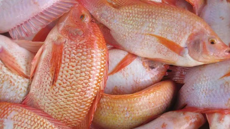 Ăn cá diêu hồng tốt cho tim mạch, ngăn ngừa ung thư và duy trì sức khỏe xương