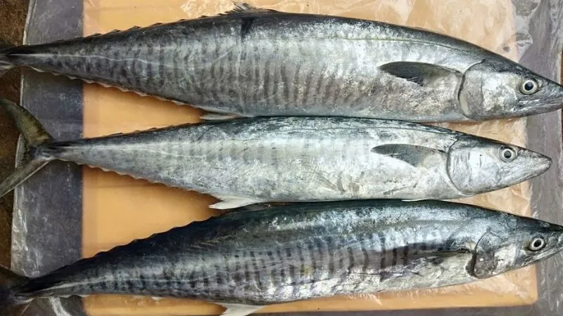 Cá thu giúp hỗ trợ giảm cân