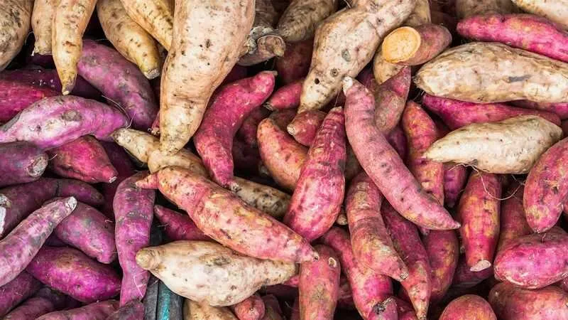 Bảng phân tích chi tiết các thành phần dinh dưỡng chính có trong 100g khoai lang