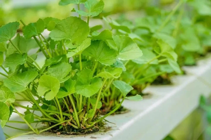 Hình ảnh cây rau má tươi tốt với hệ thống rễ và thân lá rõ nét