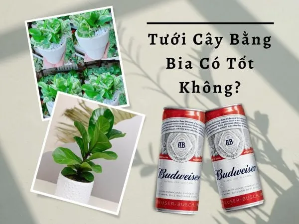 Chăm sóc hoa lan bằng bia giúp cây phát triển tươi tốt hơn
