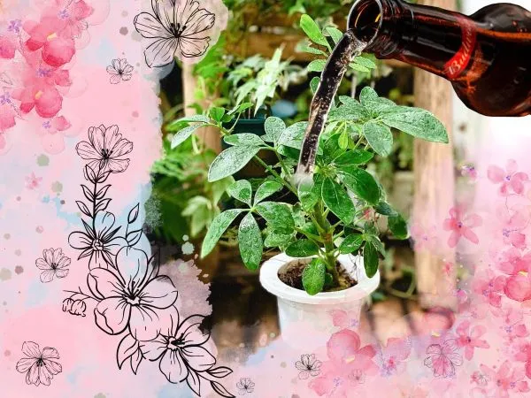 Bia pha loãng có thể dùng để tưới cây một cách an toàn và hiệu quả
