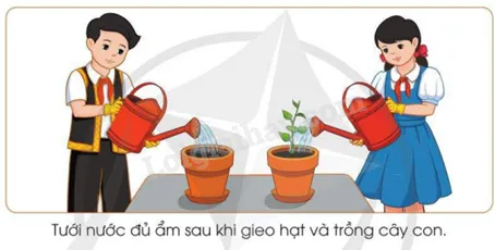 Minh họa thao tác tưới nước cho cây trong chậu