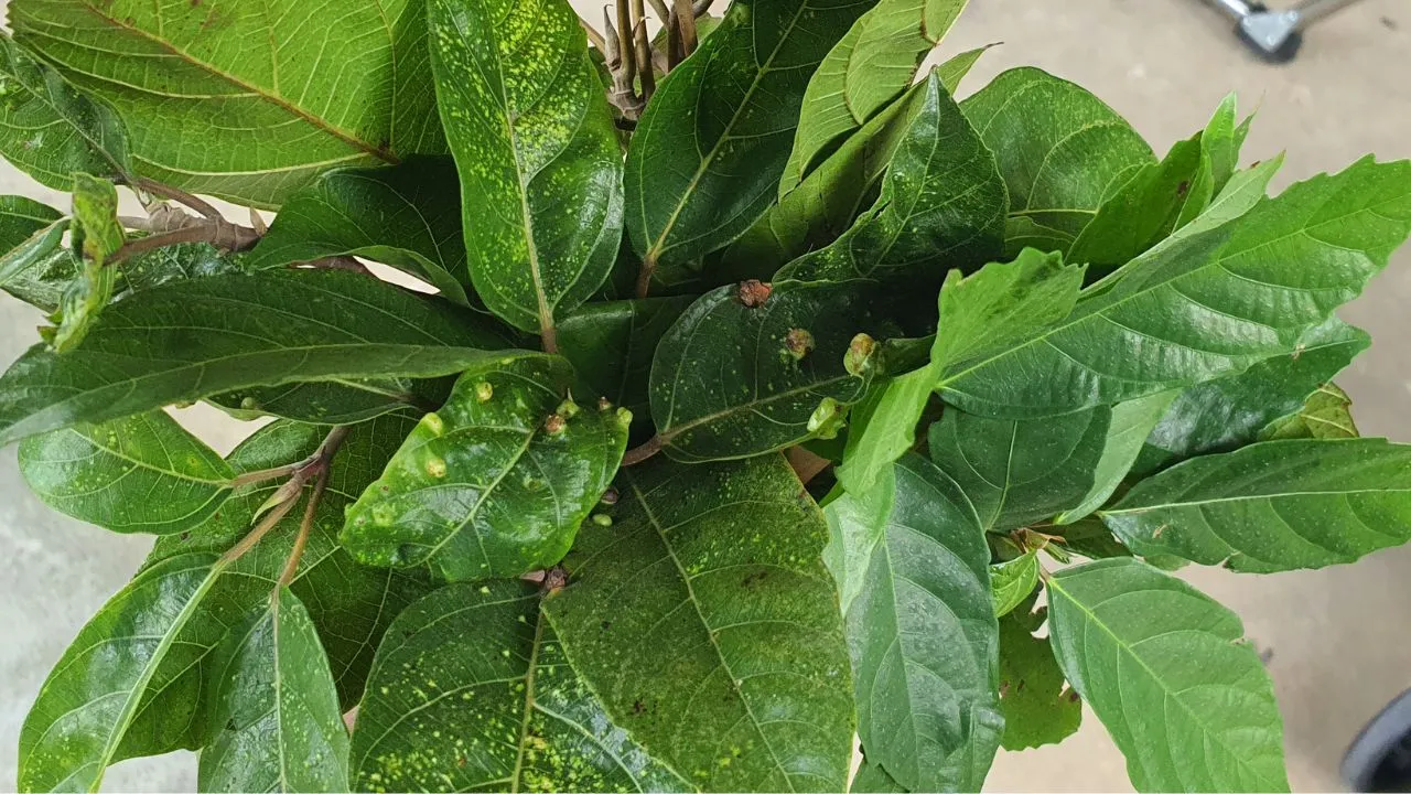 Lá sung kỵ với thực phẩm giàu đạm