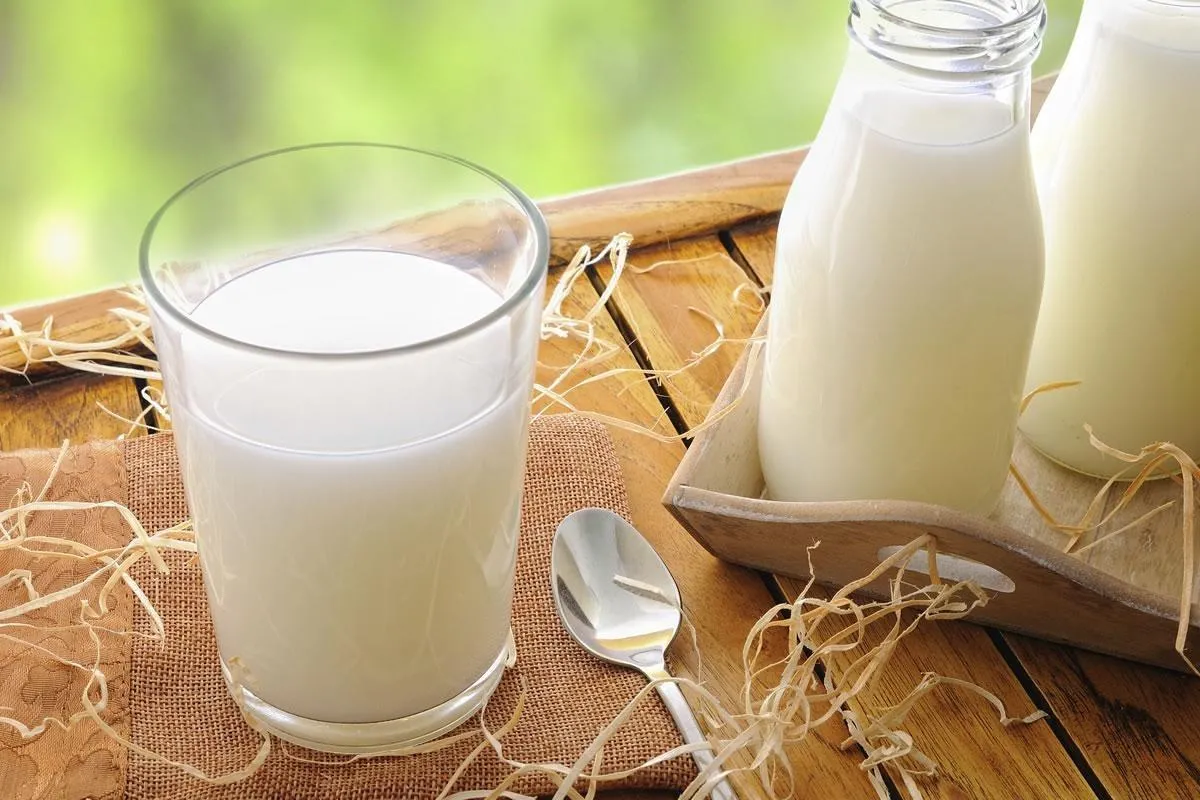 Không nên kết hợp lá mơ lông với sữa để tránh khó tiêu
