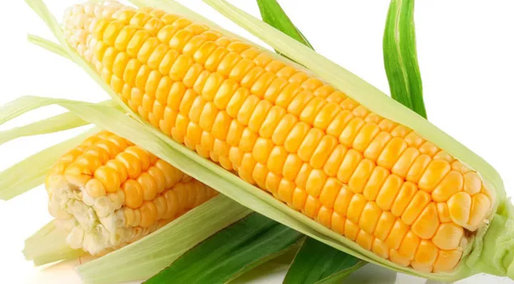Bắp ngô non xanh tươi trên ruộng đồng