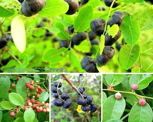 Cây phèn đen mọc hoang ven đường