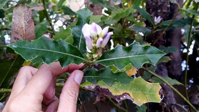 Cận cảnh cây ô rô trong môi trường tự nhiên