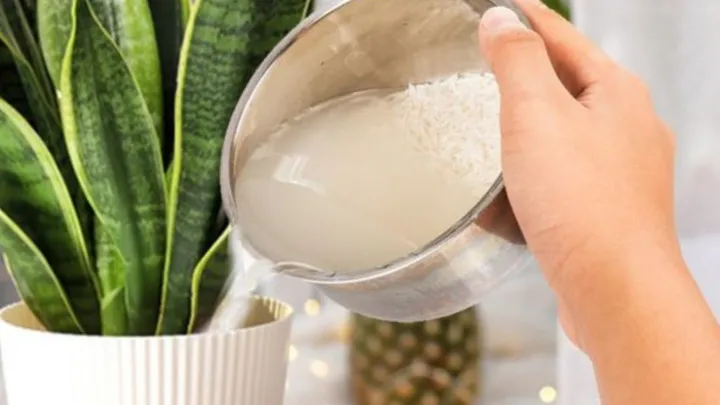 Người phụ nữ đang tưới cây bằng nước vo gạo trực tiếp từ chậu