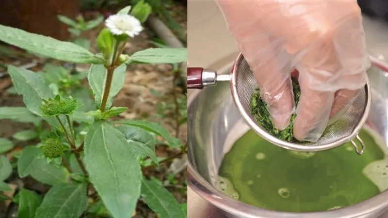 Hình ảnh cây cỏ mực tươi xanh, lá nhỏ, thân có lông tơ