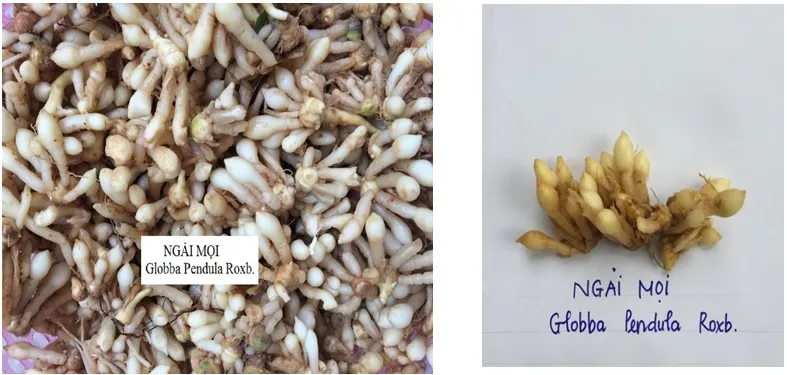 Thân rễ (củ) Ngải Mọi màu trắng ngà đã được rửa sạch, sẵn sàng cho nghiên cứu