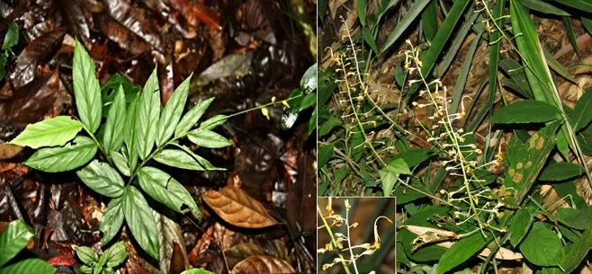 Cây Ngải Mọi Globba pendula Roxb. với lá xanh tươi và cụm hoa đặc trưng