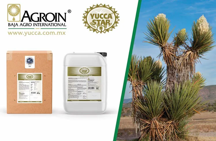 Cây Yucca – Nguồn nguyên liệu quý giá cho ngành thủy sản