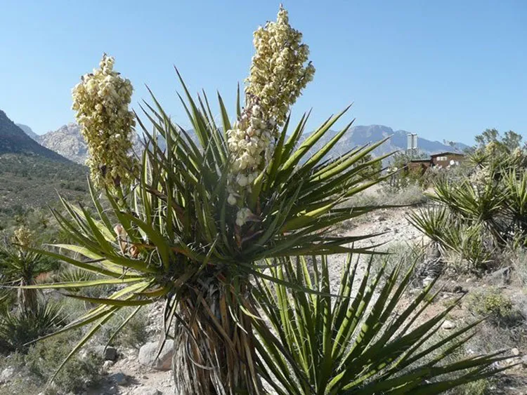 Biểu đồ nghiên cứu chứng minh hiệu quả của Yucca trong tăng trưởng tôm