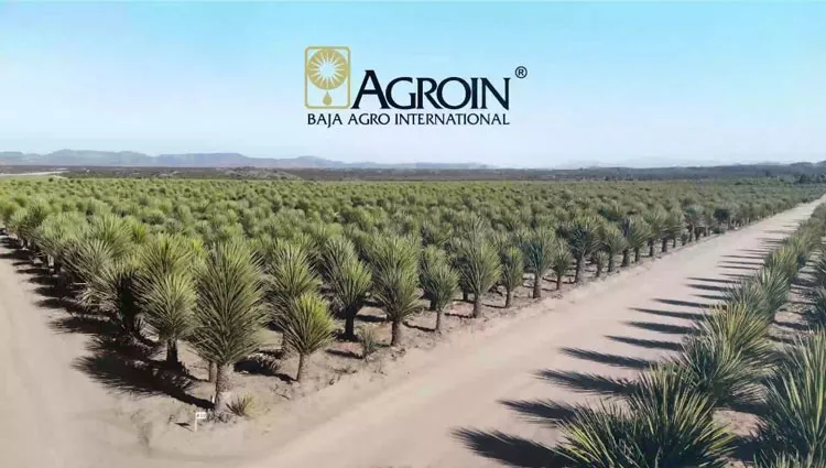 Hình ảnh ao nuôi thủy sản được cải thiện chất lượng nước nhờ Yucca