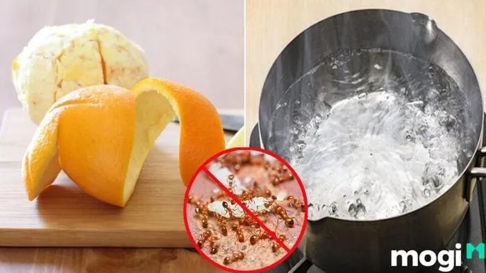 Kiến đen vào nhà có phải điềm báo tốt hay xấu?