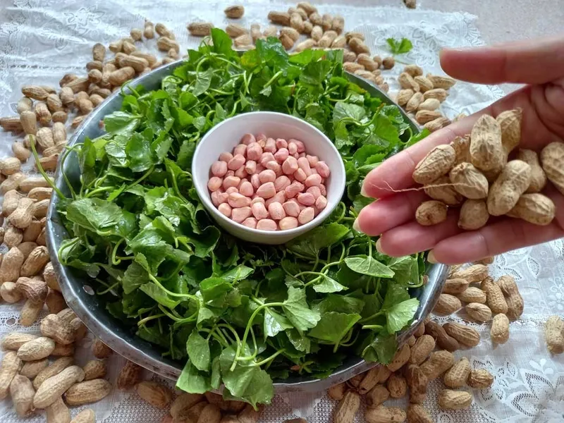 Những hạt lạc luộc thơm ngon, bổ dưỡng