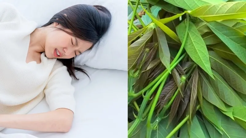 Không ăn rau sắn sống bởi chúng chứa chất độc
