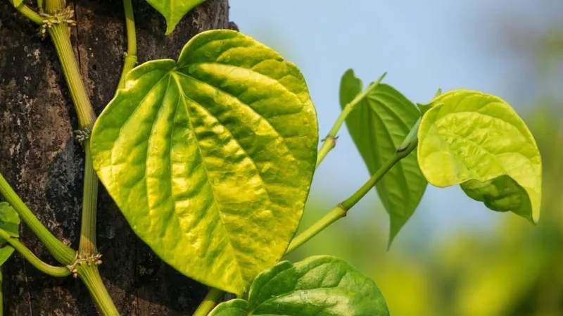 Cây trầu không với lá xanh hình trái tim đặc trưng