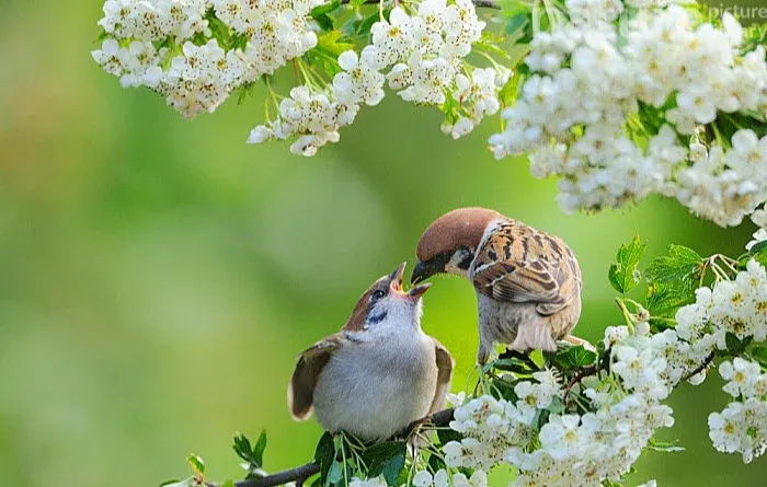 Chim sẻ bay vào nhà mang ý nghĩa gia đình sung túc, tài lộc sinh sôi