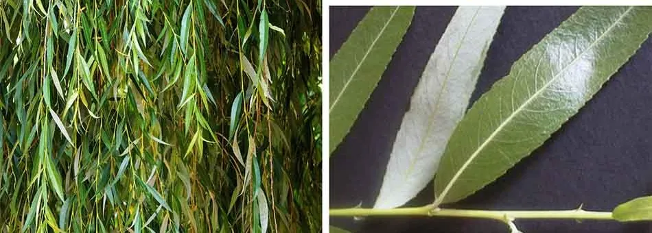 Lá cây liễu - vị thuốc quý trong Đông y