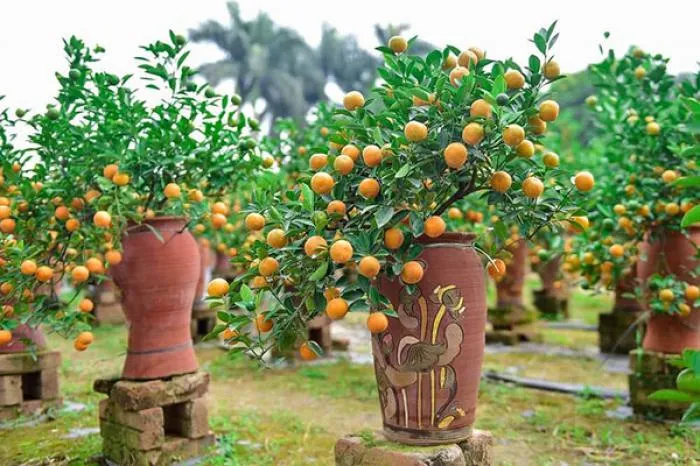 Chậu cây quất cảnh phong thủy mang tài lộc