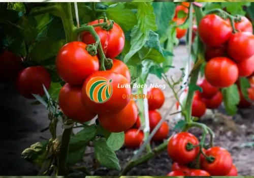 Cây cà chua cho quả ngon hơn, đậm vị hơn nhờ được bón Muối Epsom đúng cách