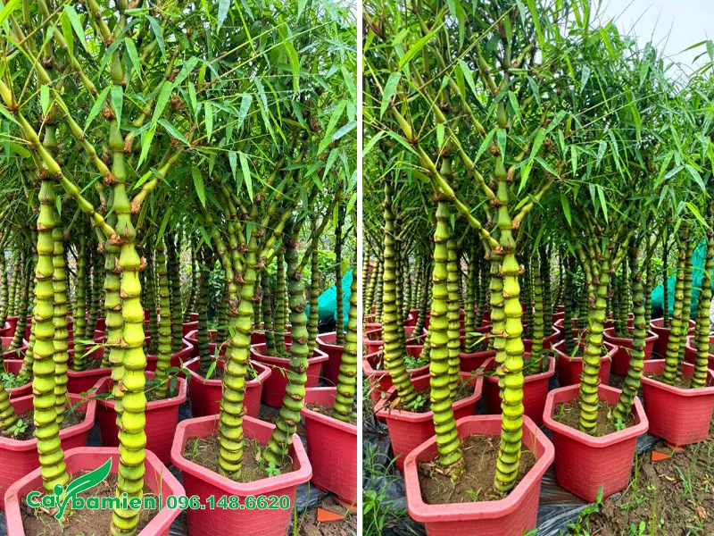 Hàng trồng chậu đẹp, 3 thân, chiều cao 1m6 - 1m8