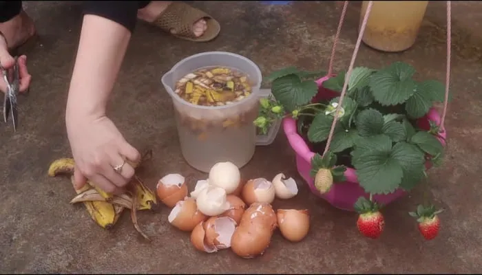 Kết hợp vỏ chuối và vỏ trứng gà tạo thành một nguồn phân bón tự nhiên vô cùng tốt cho cây trồng
