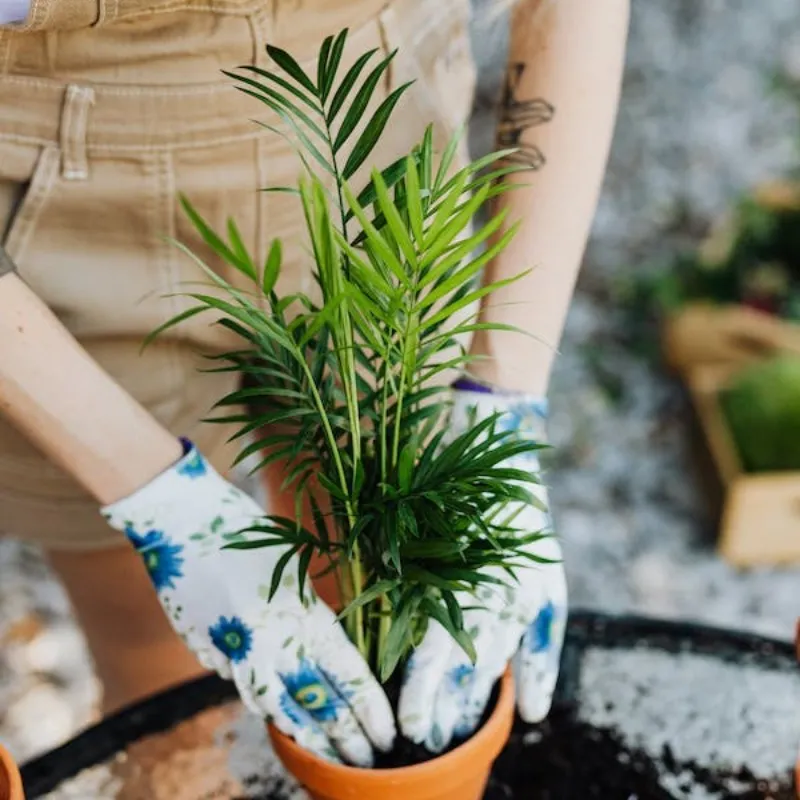 Cách trồng cây cau Hawai